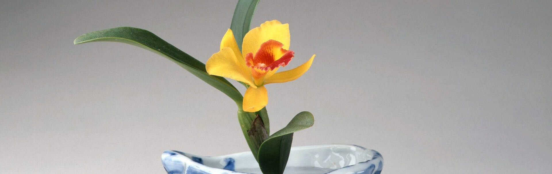 cattleya